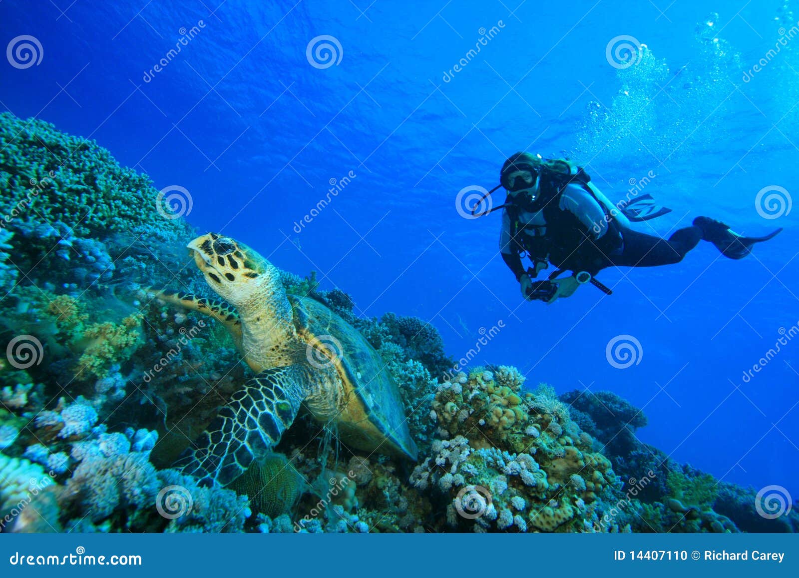 turtle and scuba diver