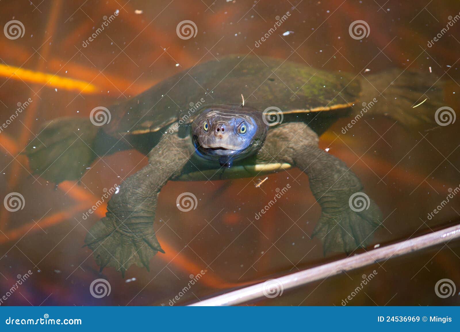 Turtle swimming in pond stock image. Image of reptile - 24536969