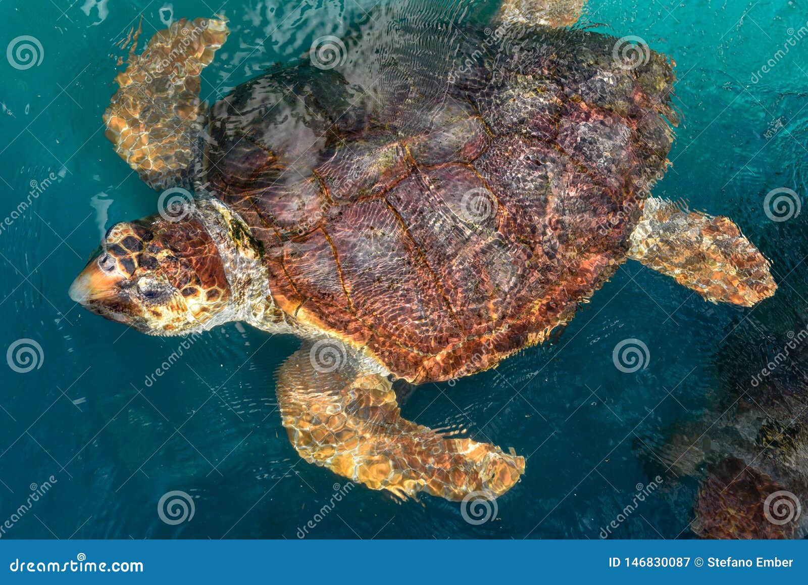 turtle swimming in project tamar tank at praia do forte, brazil