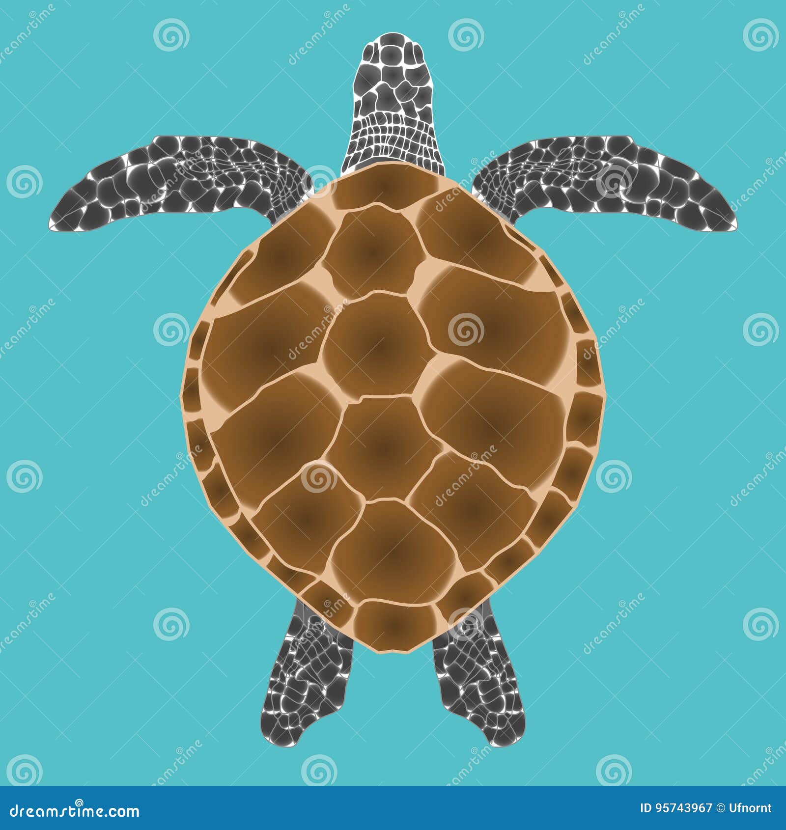 Turtle Top View Stock Illustrations – 687 Turtle View Stock Illustrations, Vectors & Clipart - Dreamstime