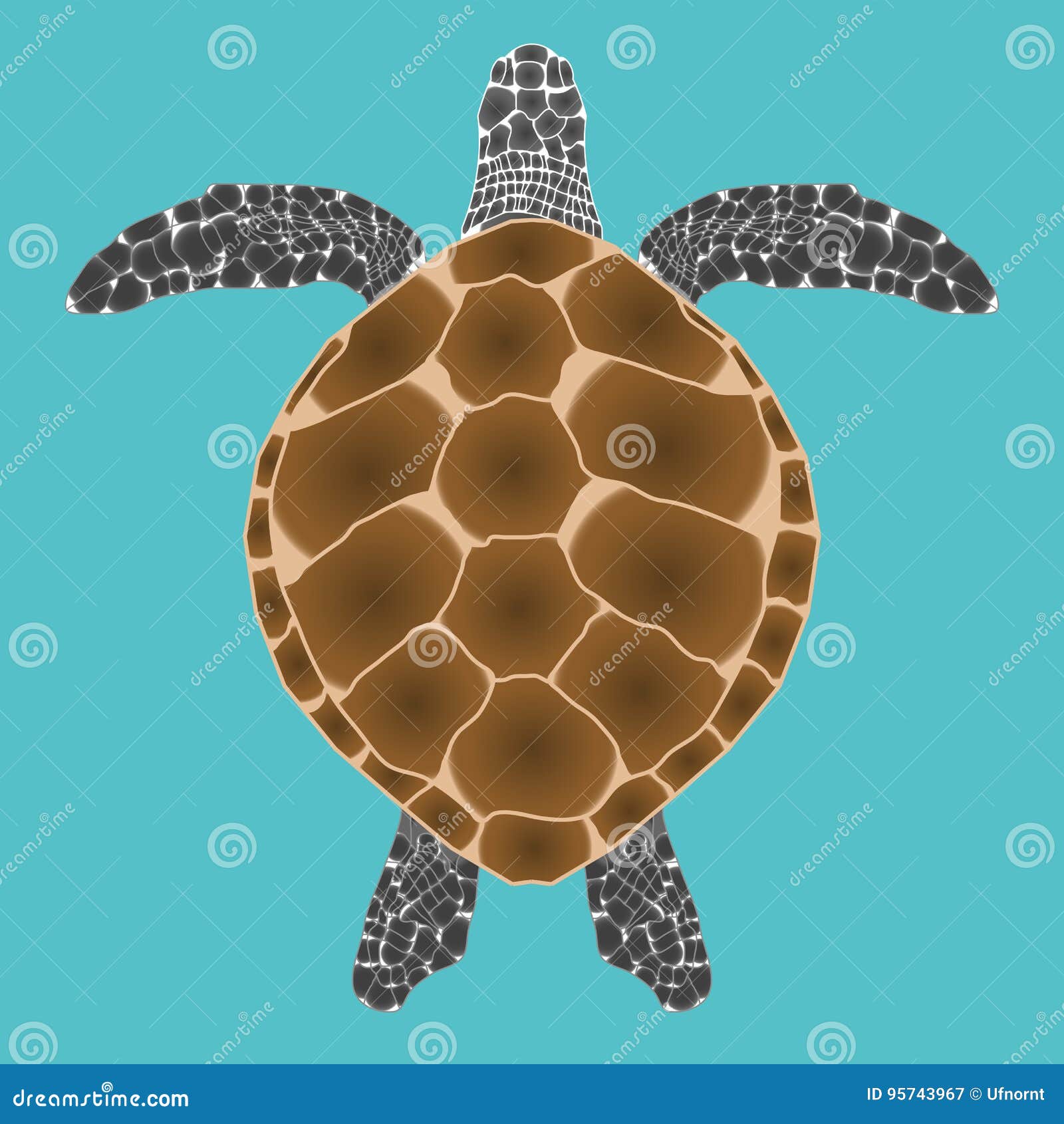 Sea Turtle Top View