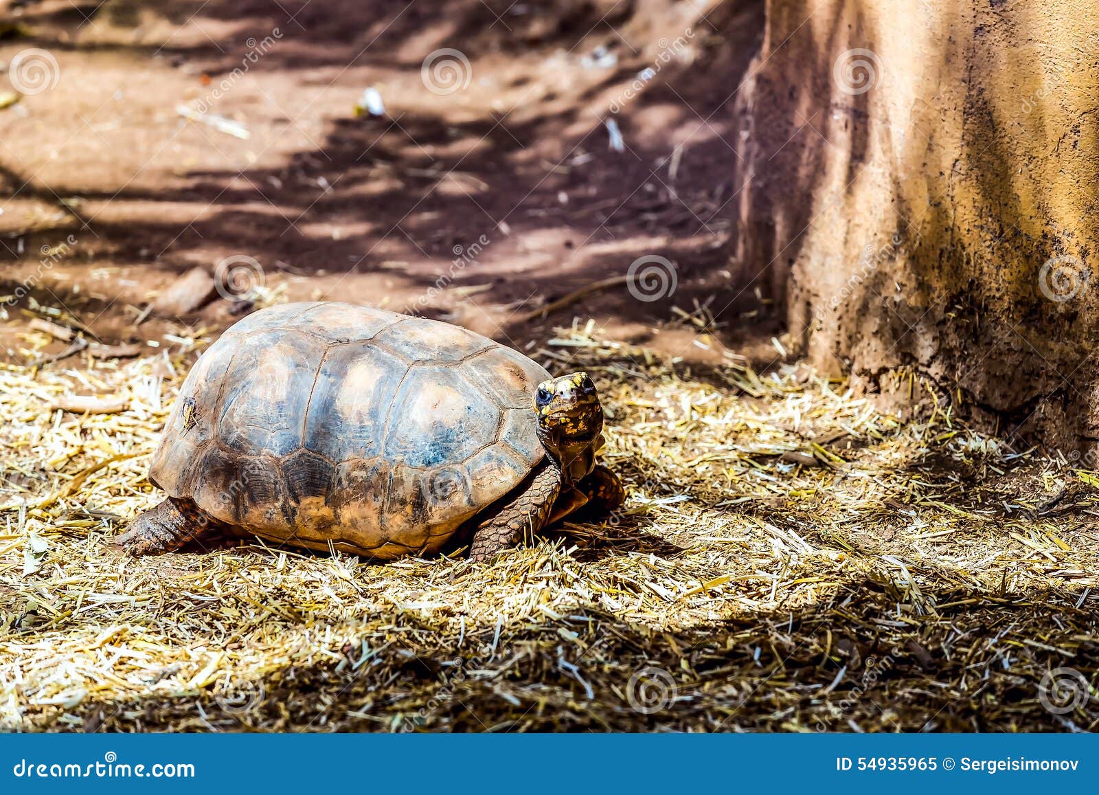 Turtle or Tortoise on Ground with Straw Stock Image Image of nature, fauna 54935965