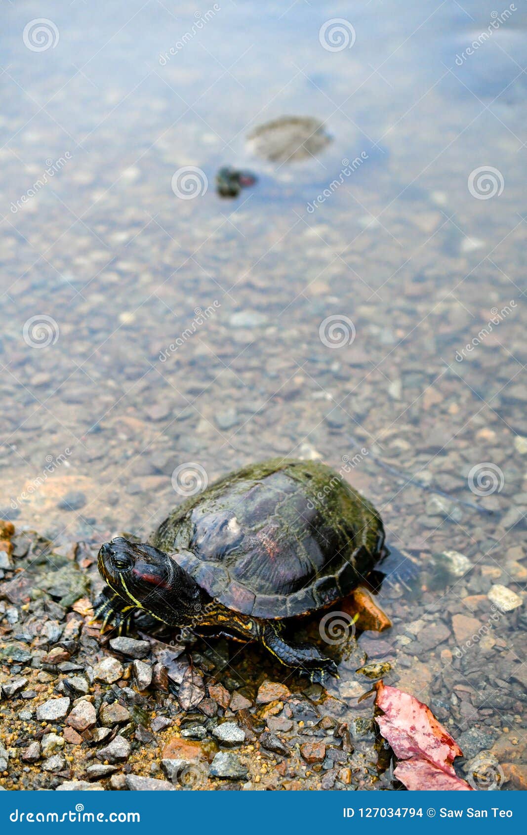 Turtle Tortoise and Terrapin Stock Photo - Image of species, reptile:  127034794