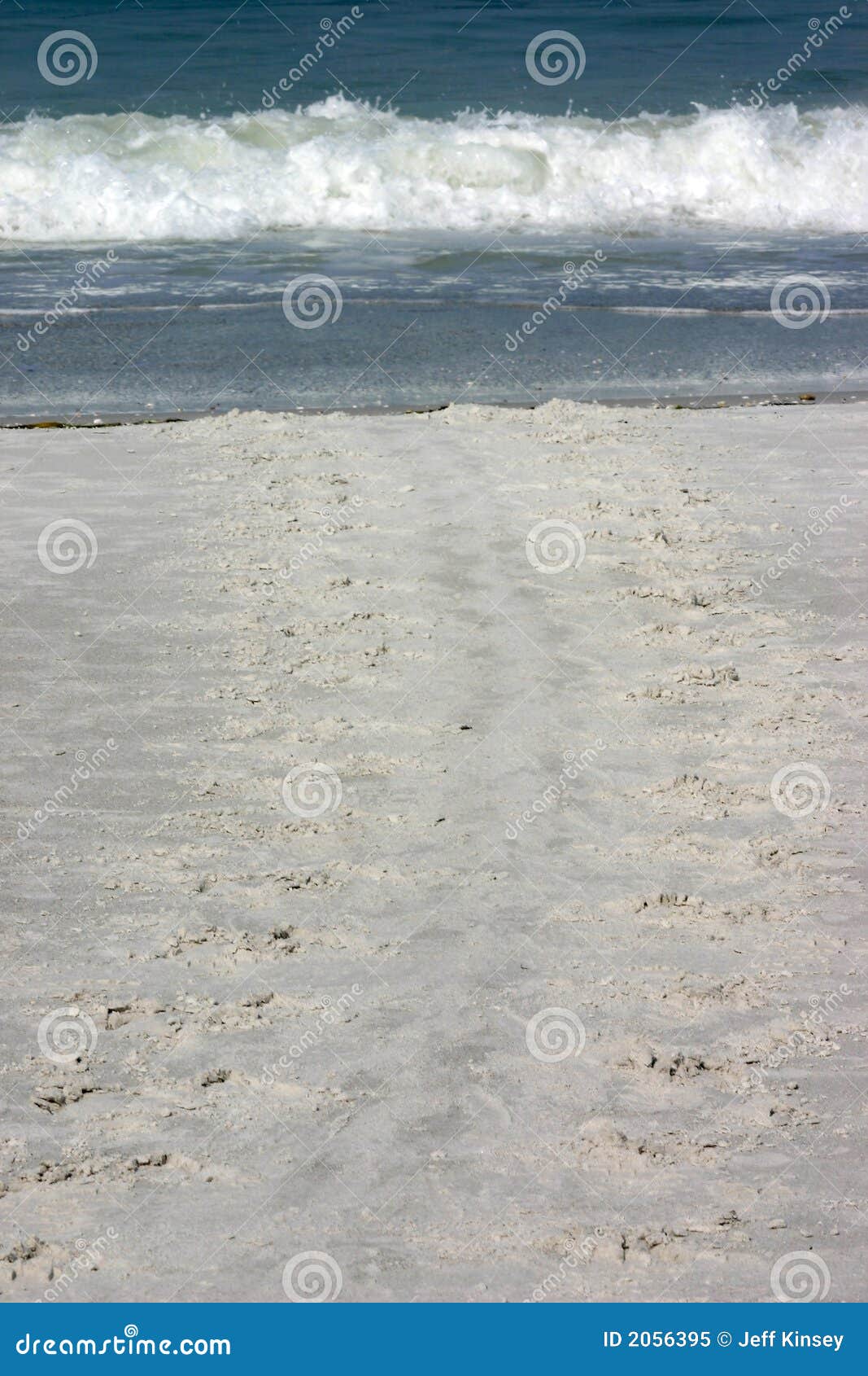 Turtle Tracks in the Sand stock image. Image of wildlife - 2056395