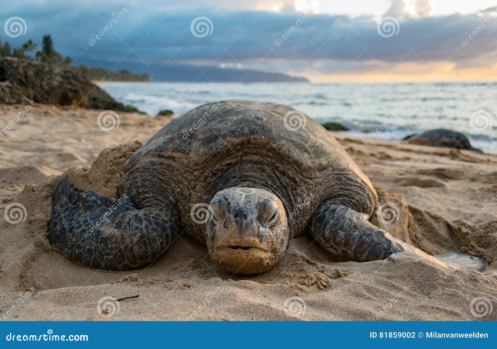 a turtle on turtle beach - oahu