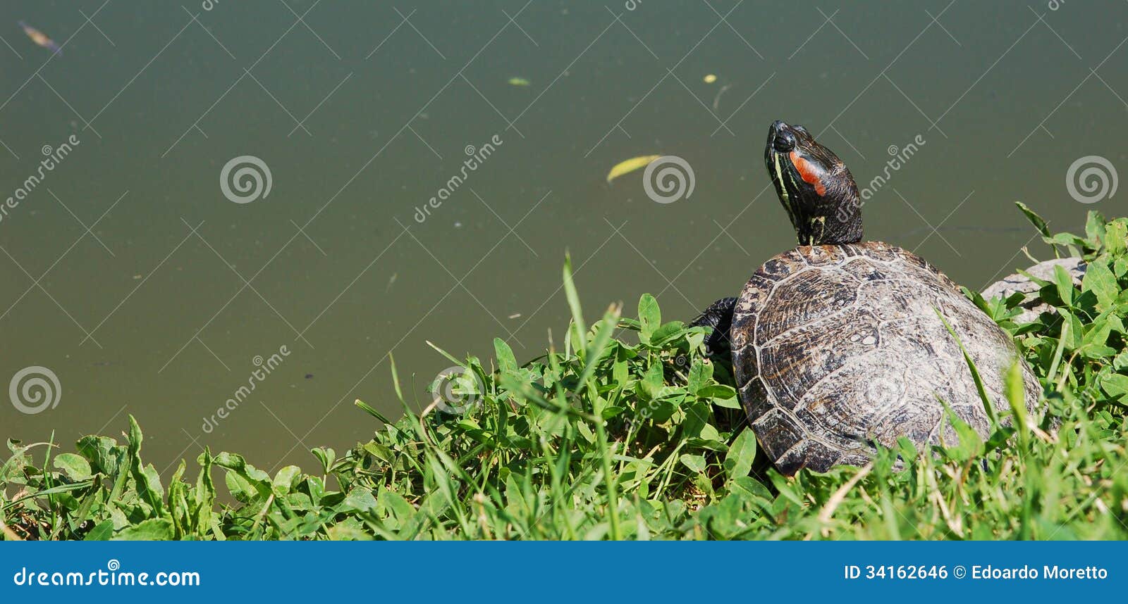 Turtle waiting stock photo. Image of birthday, cute, emergence 34162646