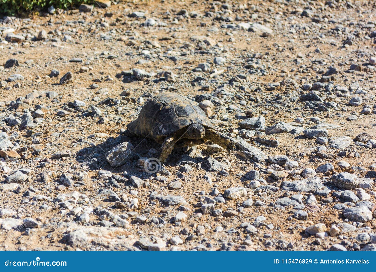 A Turtle Walking on the Gravel Stock Image Image of natural, turtle