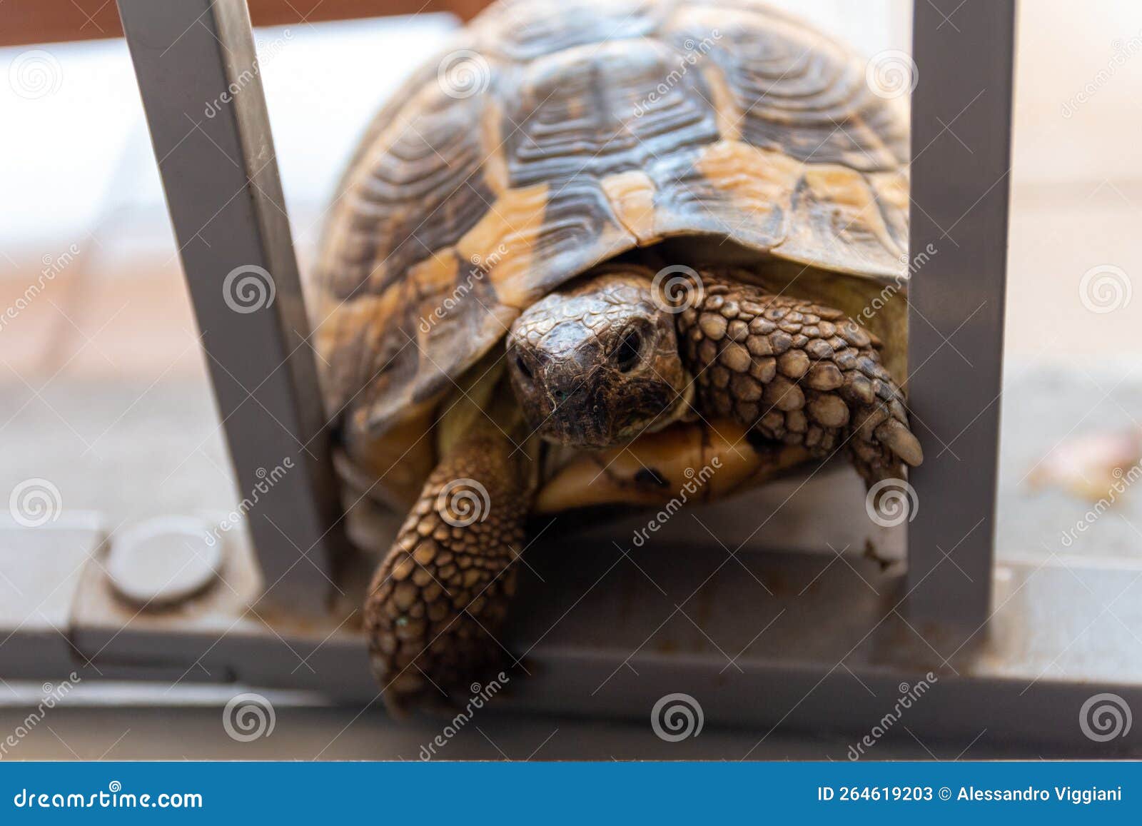 a turtle that wants to enter in the house