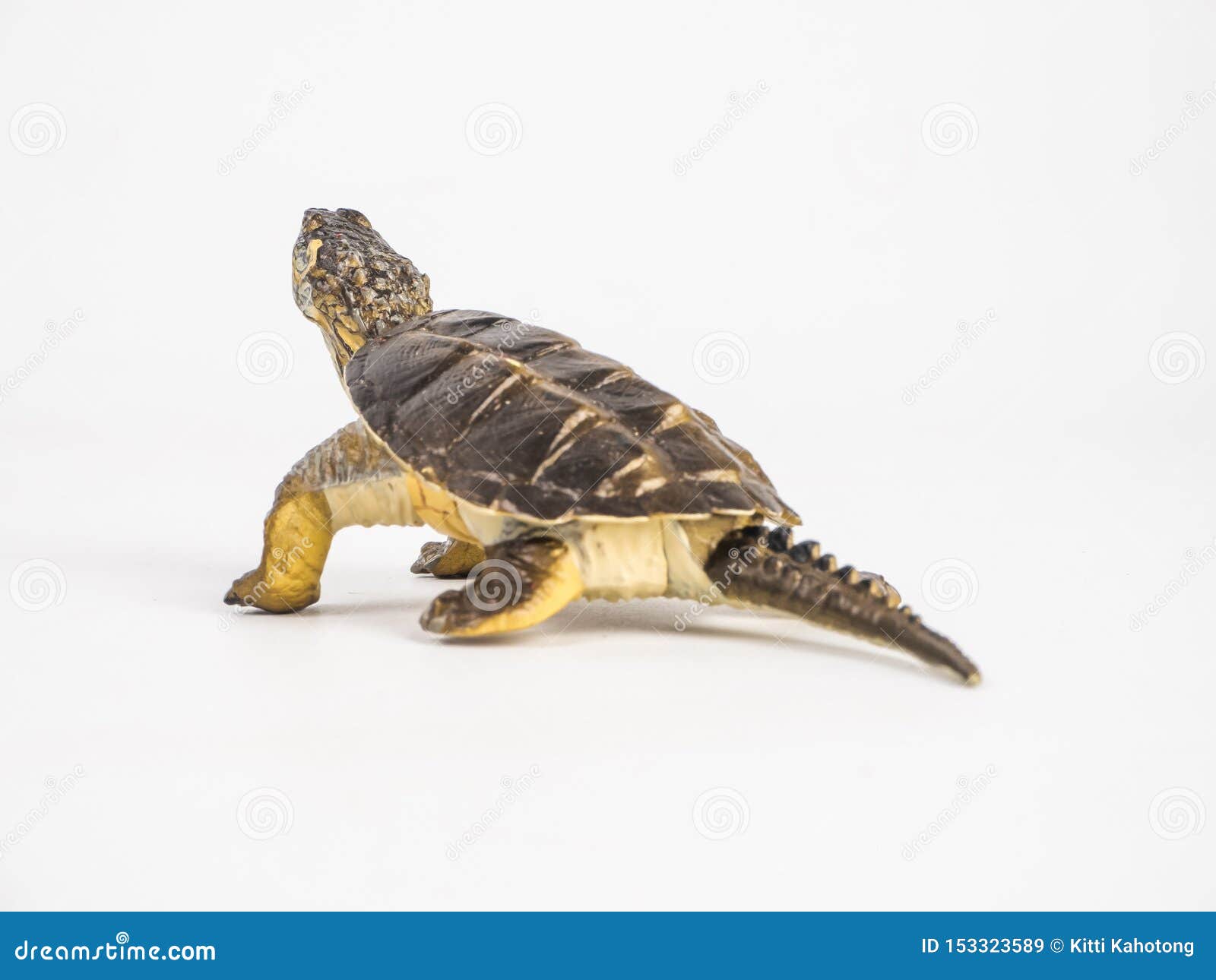 Turtle on white background stock image. Image of slow - 153323589
