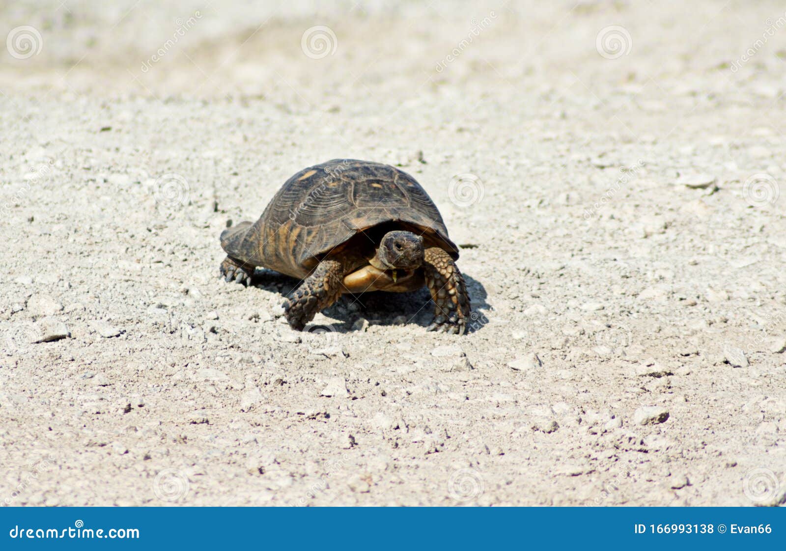 A Turtle on a White Gravel Road Stock Photo Image of happy