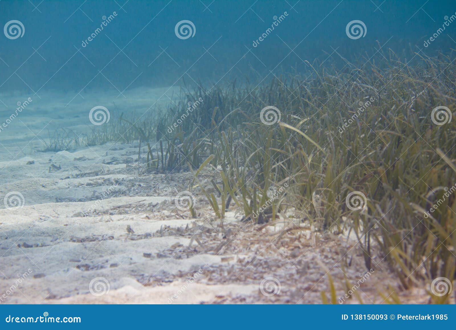 turtlegrass seagrass off florida keys