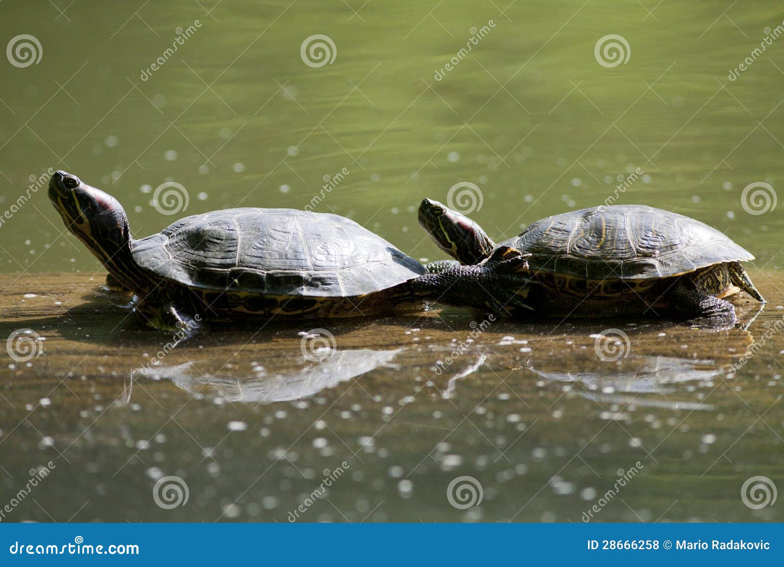 Turtles stock photo. Image of view, slowness, herbivore 28666258