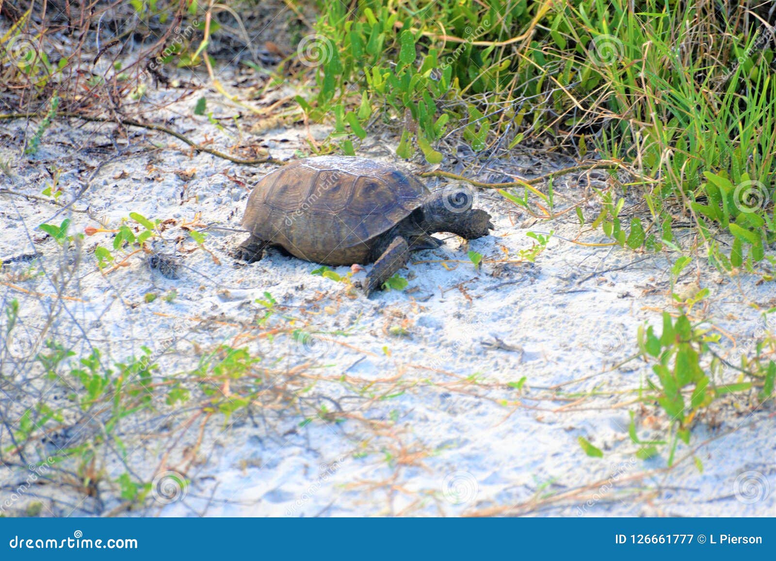 Gopher Tortoise Digs for Food in the Beach Sand Dune Stock Image ...