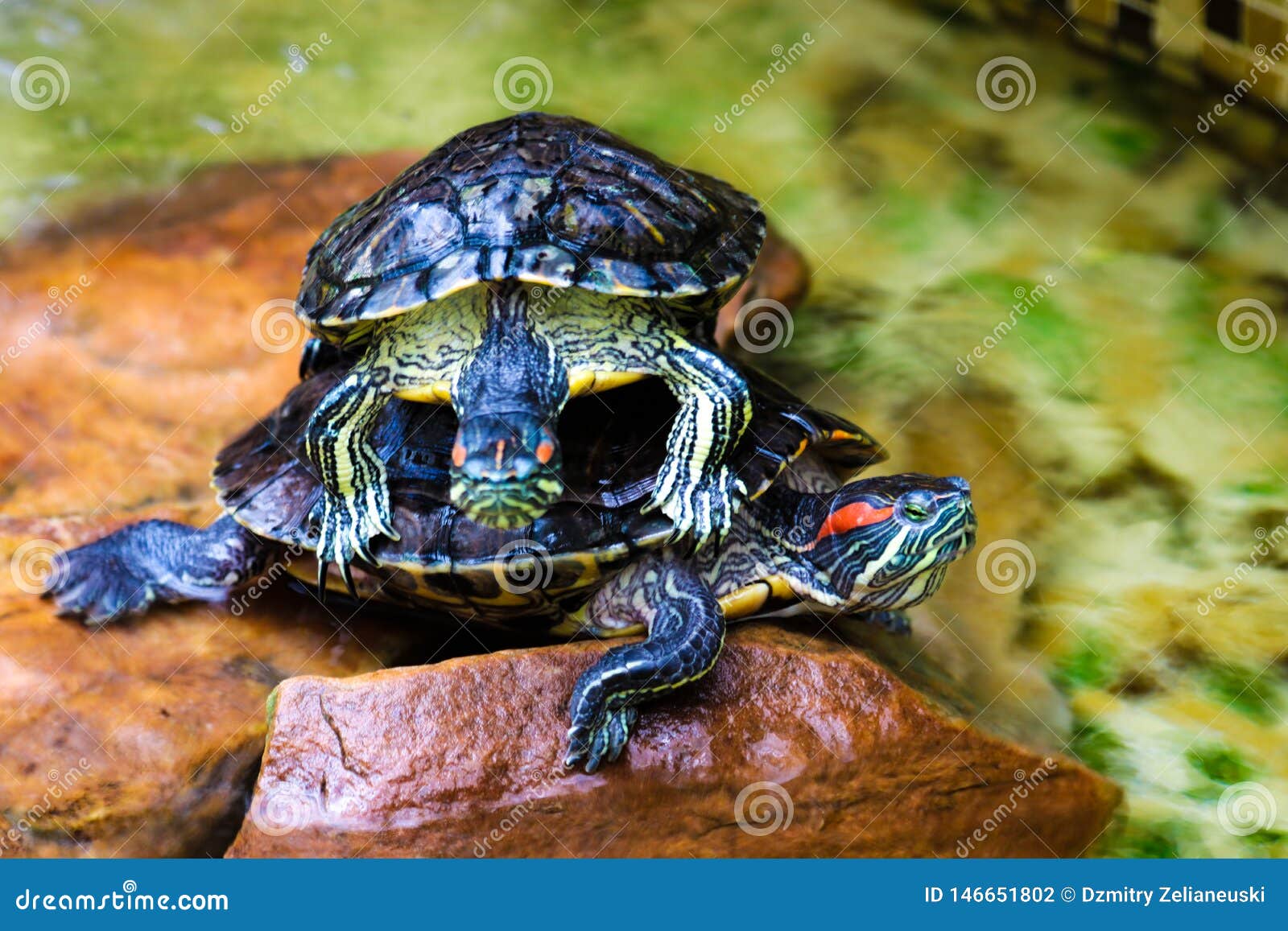 Turtles, Decorative Turtle Trachemys Scripta Elegans. Background