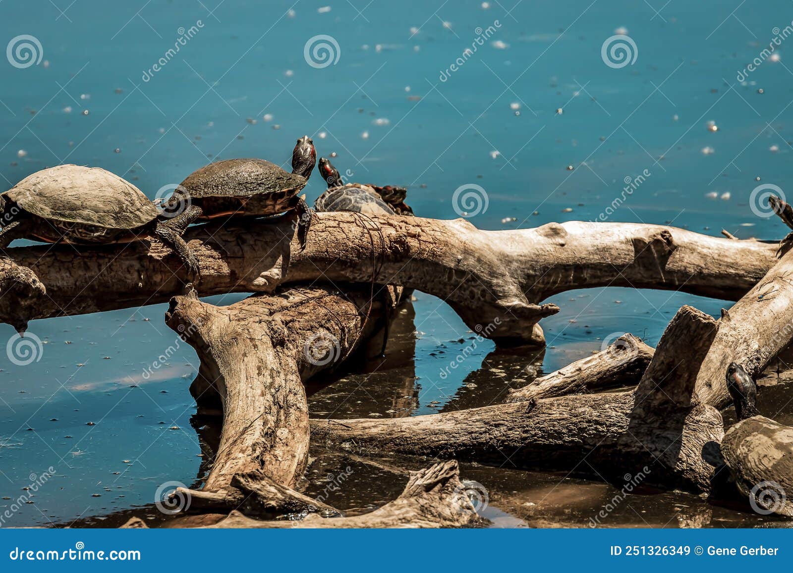 turtles enjoying the sun and water