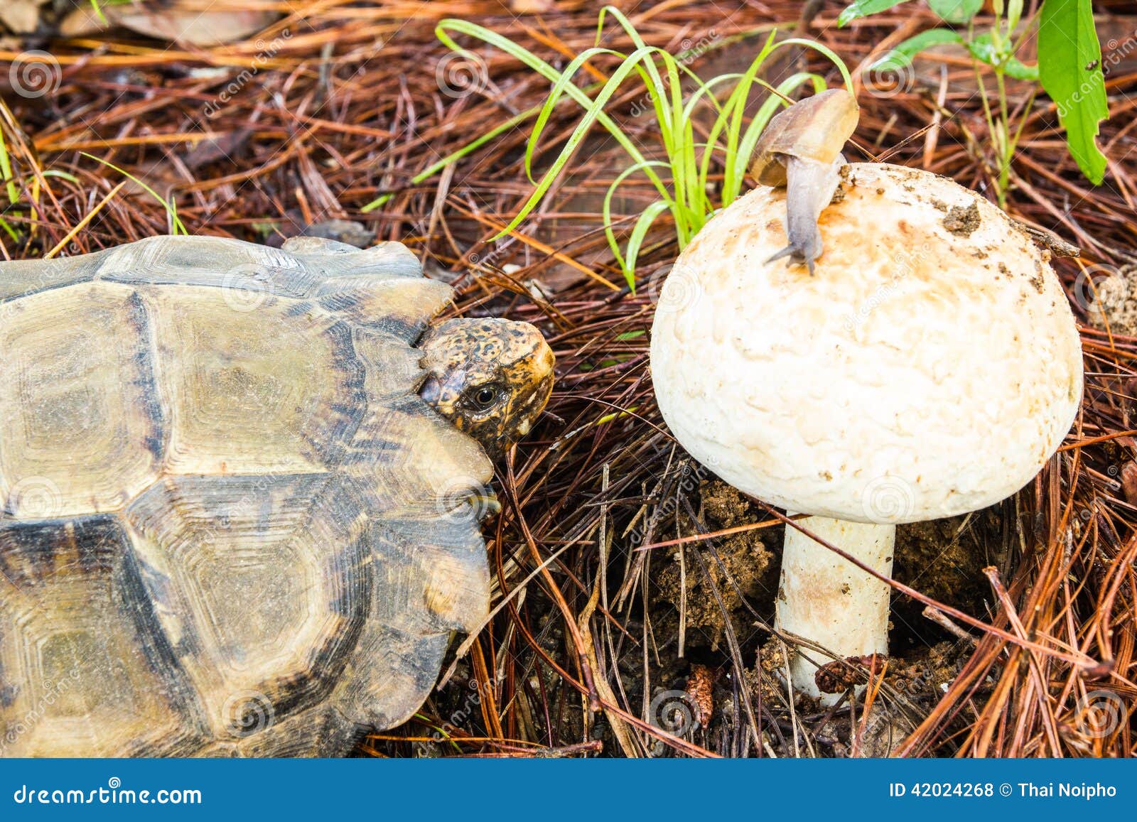 Turtles are Going To Eat Mushrooms Stock Photo Image of grow, outdoor