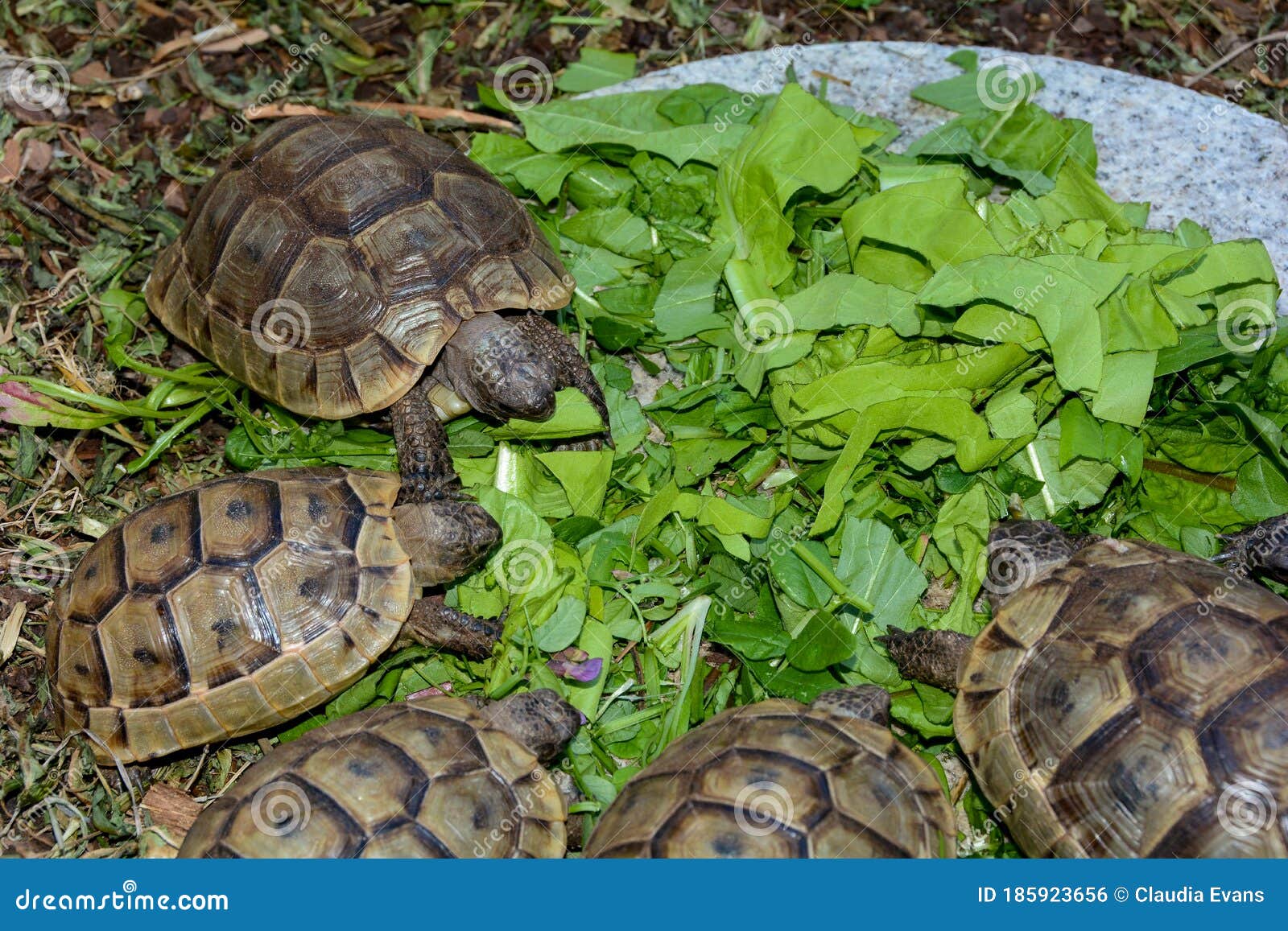 Turtles Hatchlings while Eating Green Plants Stock Photo Image of