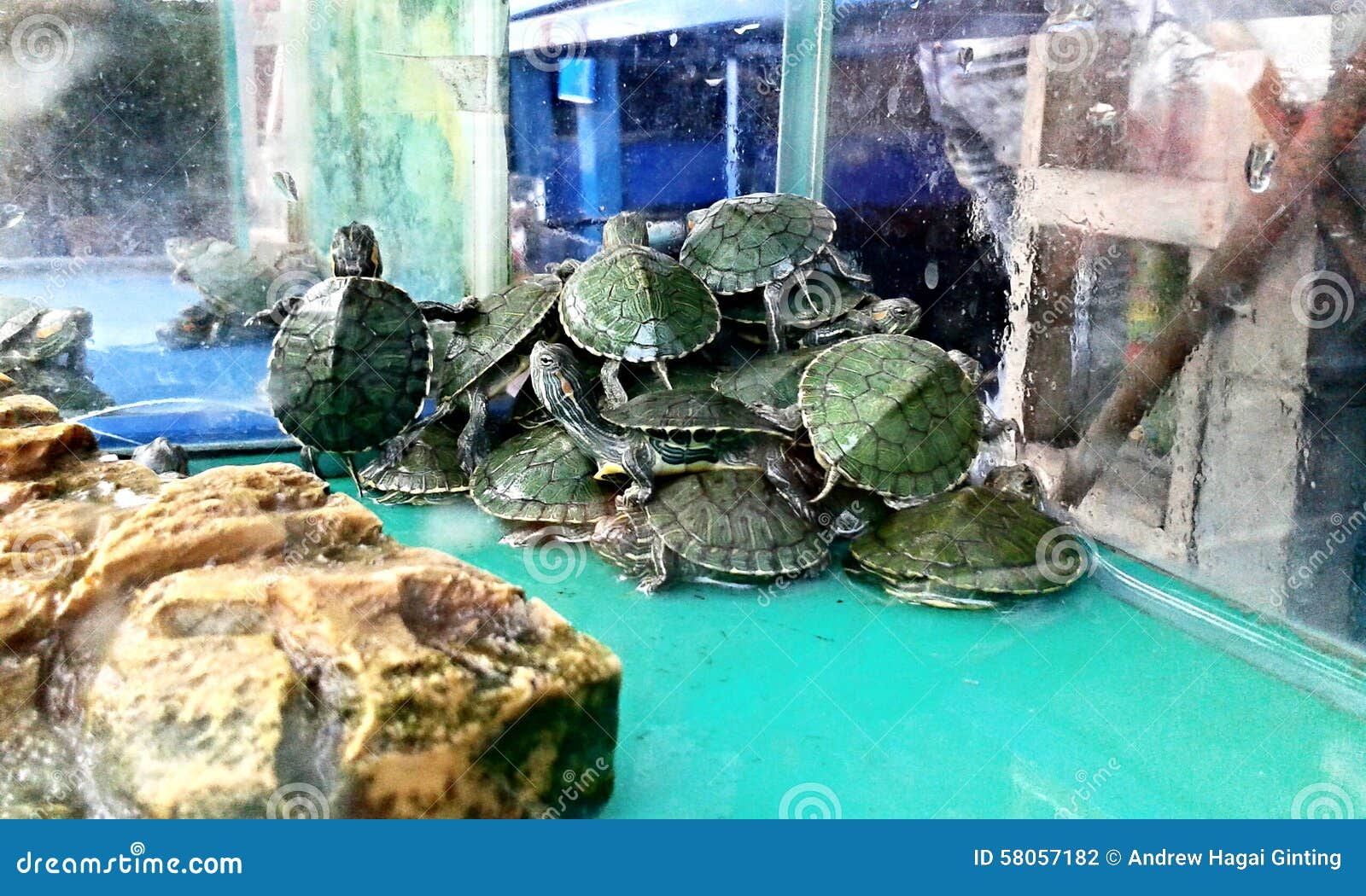 Turtles editorial photography. Image of fish, aquarium 58057182