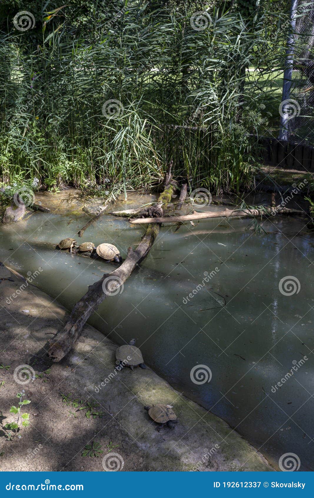 turtles in the lake tisza ecocentre in poroszlo