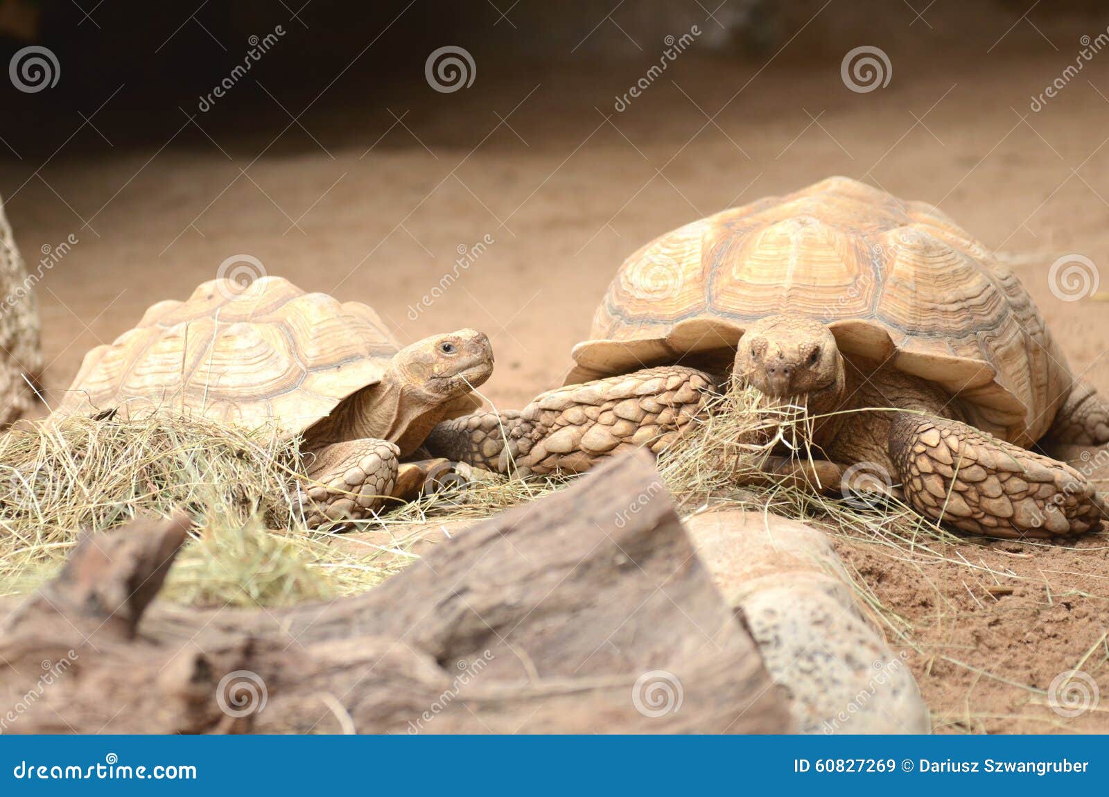 turtles in loro park in puerto de la cruz on tenerife, canary islands