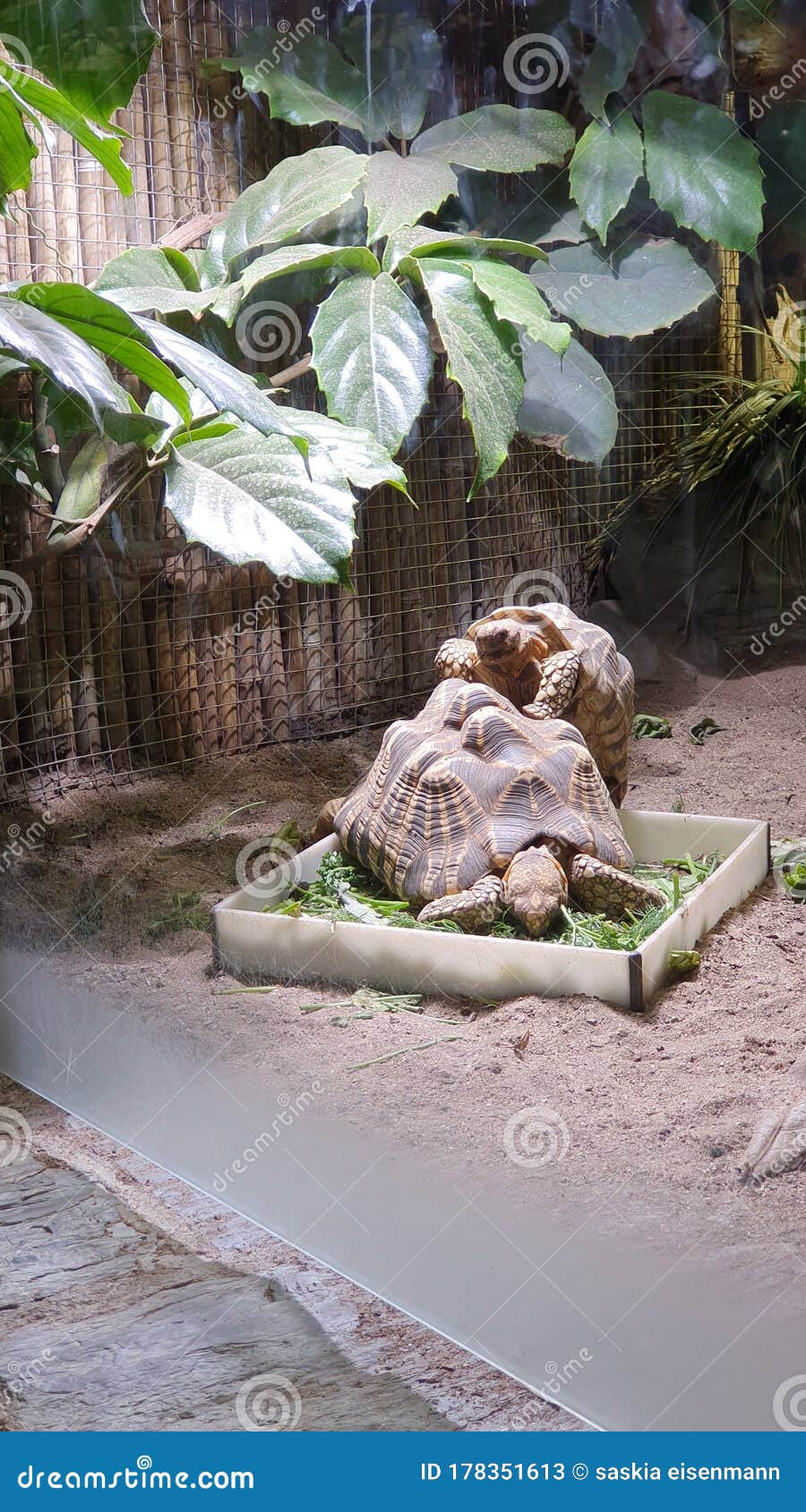 Turtles in love stock image. Image of turtles, love 178351613