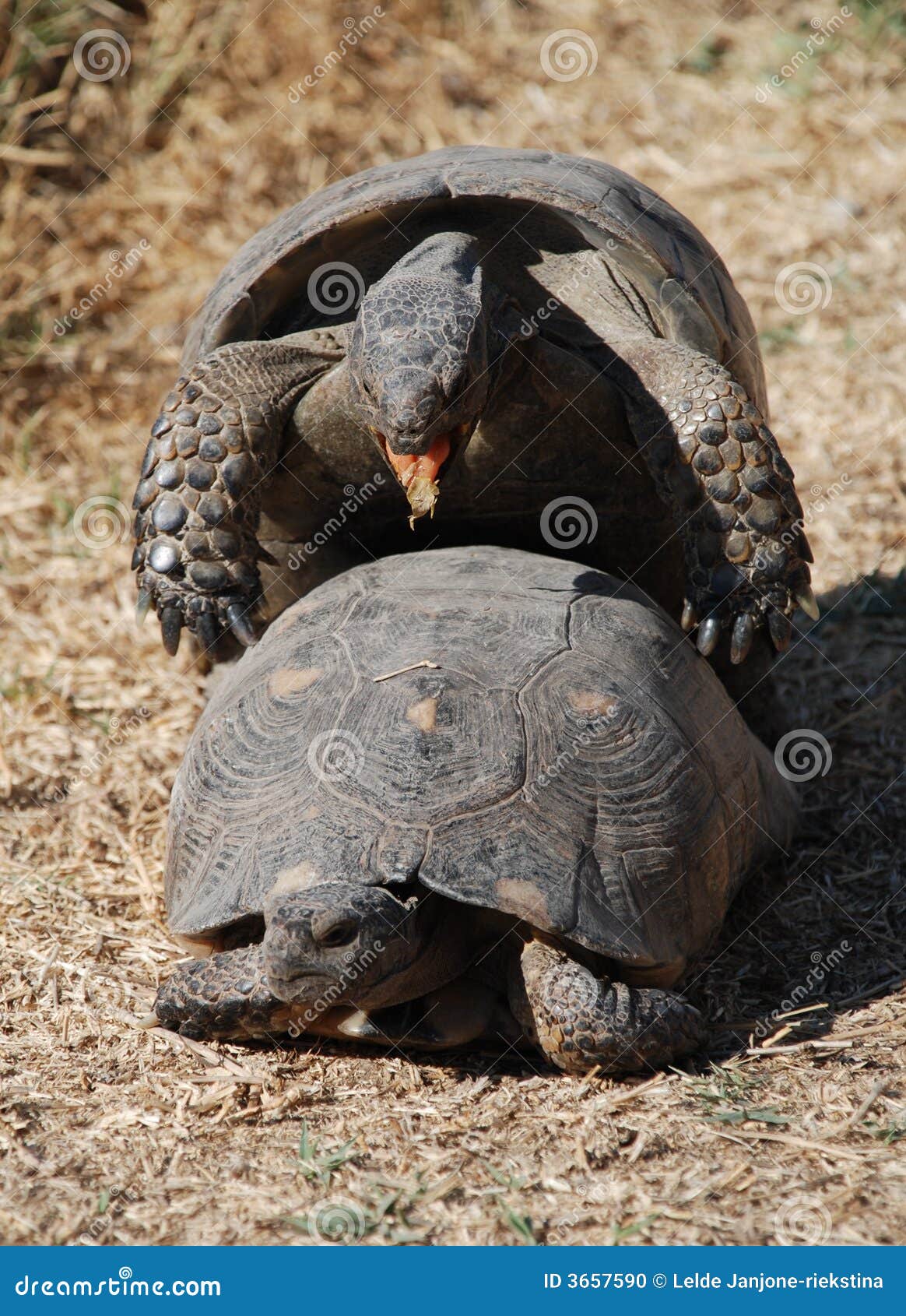 Turtles love stock photo. Image of tourist, acropolis 3657590