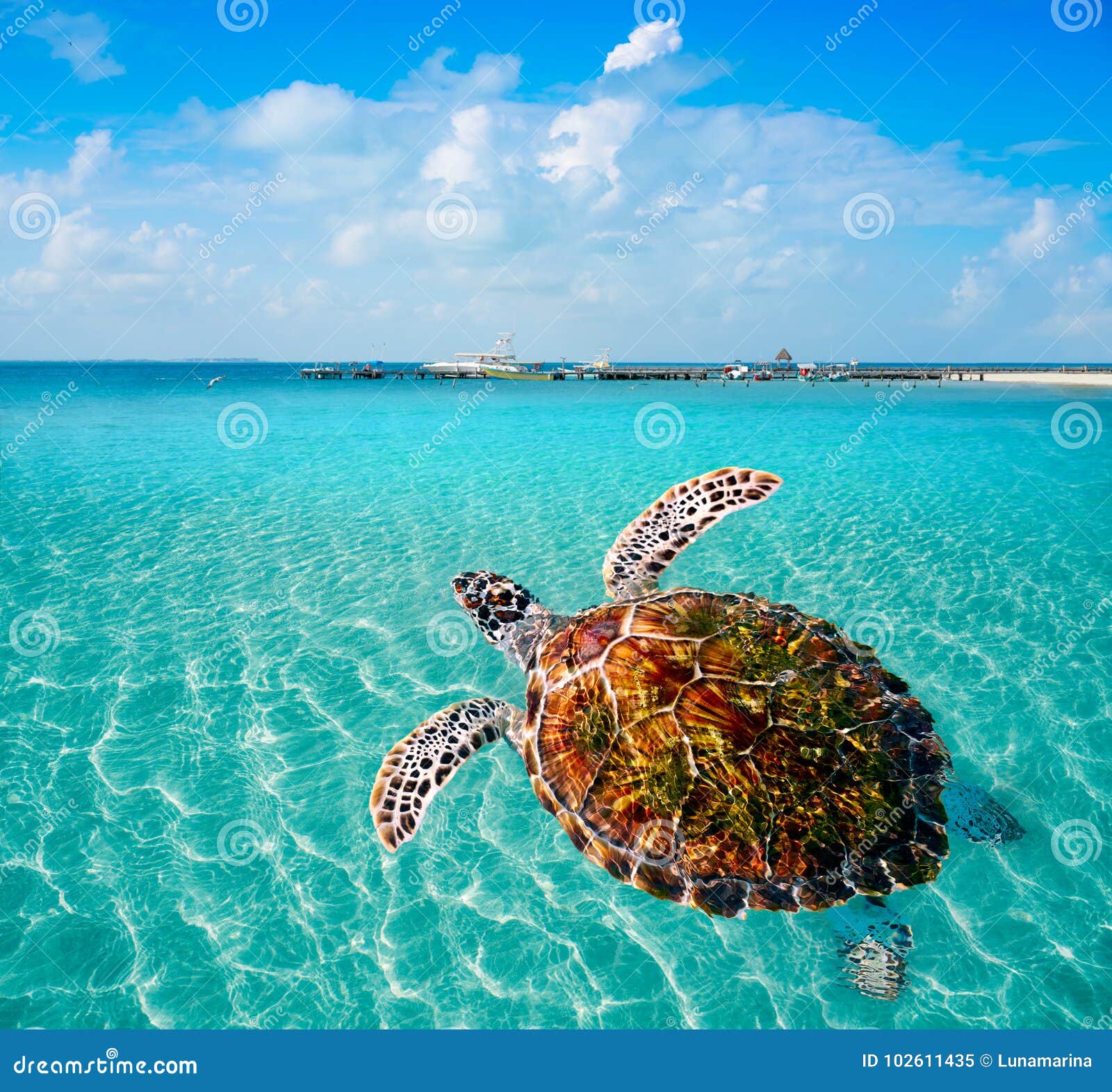 turtles photomount in caribbean isla mujeres