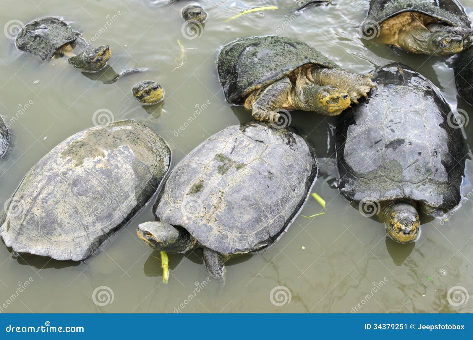 Turtles in a Pond Waiting for Food Stock Image Image of pond, amphibian 34379251