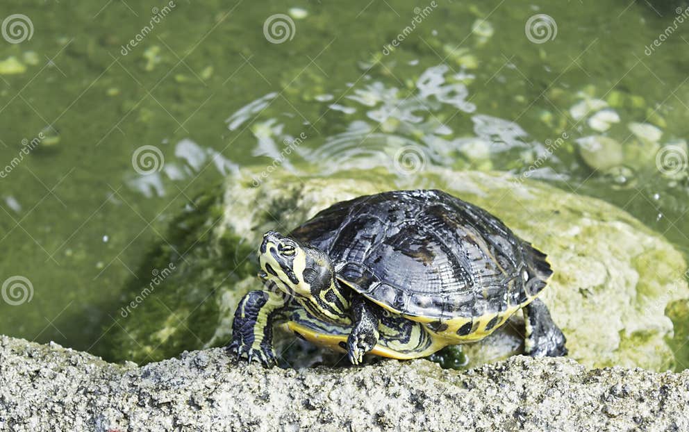 Turtles in pond stock photo. Image of reptile, face, blanding - 33035642