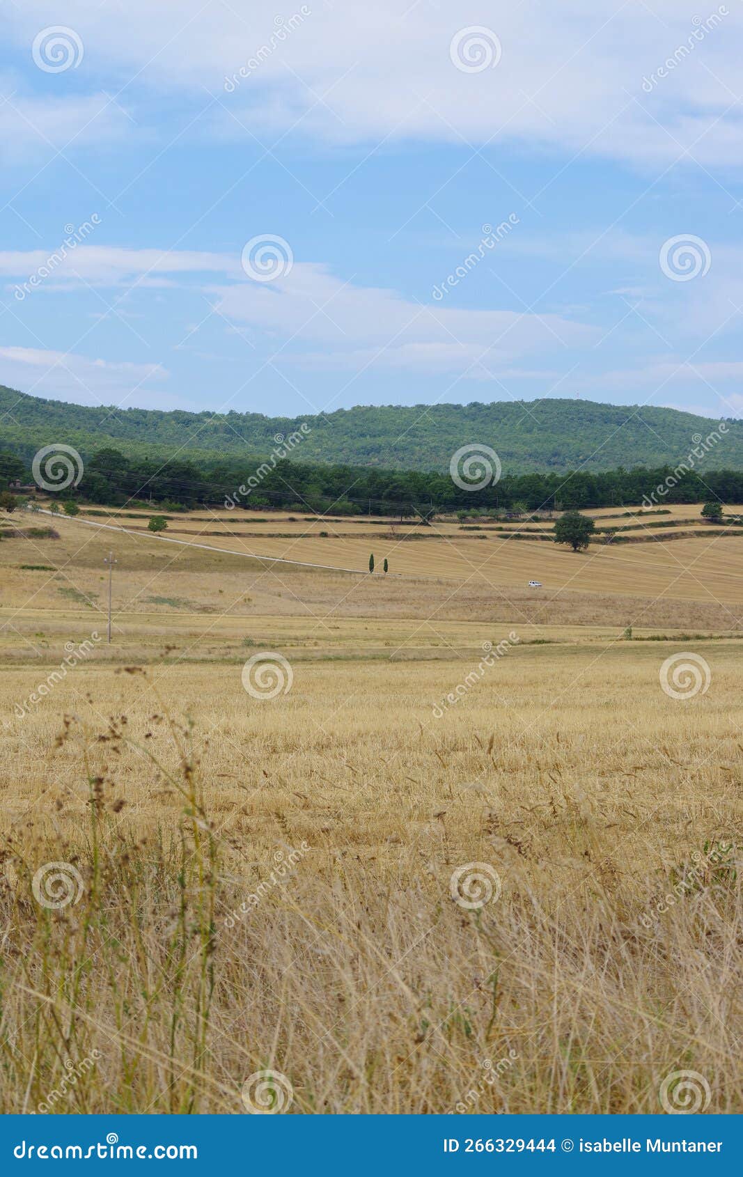 the tuscan countryside, plain and wheat fields