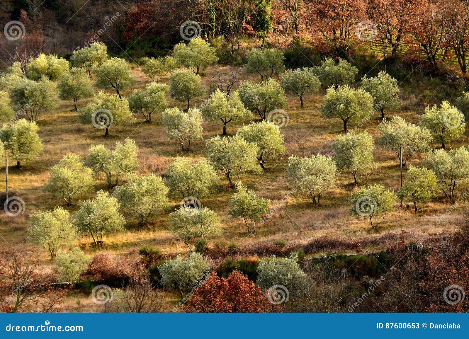 Tuscan Olive Trees and Landscape Fields in the Area of Florence Stock
