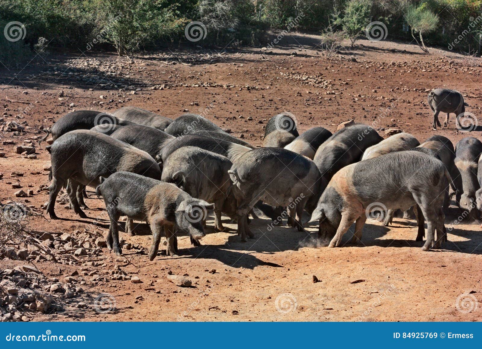 tuscany, italy: breed of typical pig cinta senese