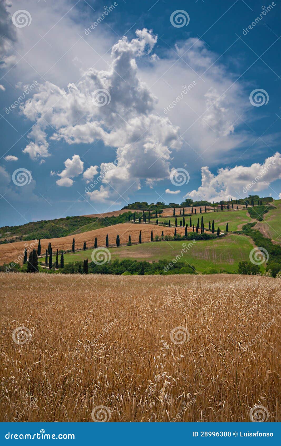 Tuscany krajobraz. Pszeniczni pola w Val d'orcia, Tuscany, Włochy, z sławnym cyprysem S kształtowali drogę przemian