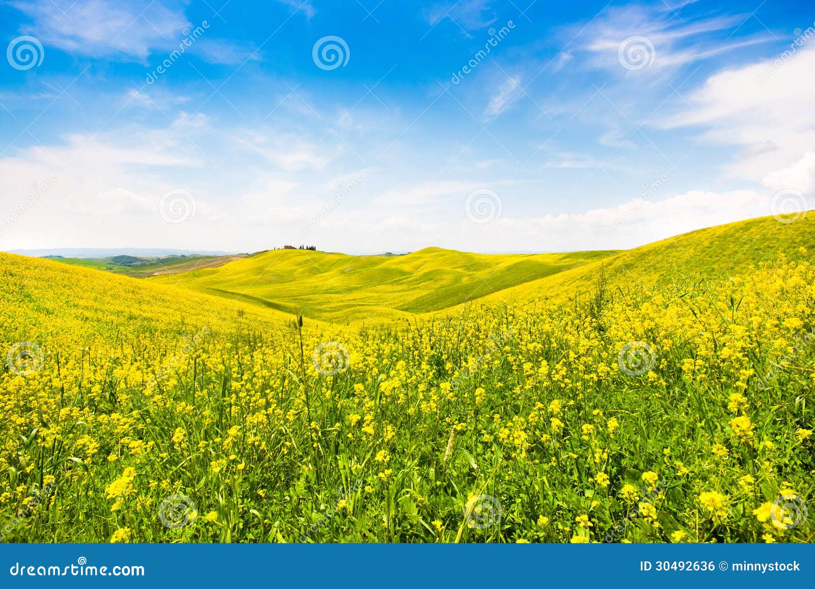tuscany landscape with field of flowers in val d orcia, italy