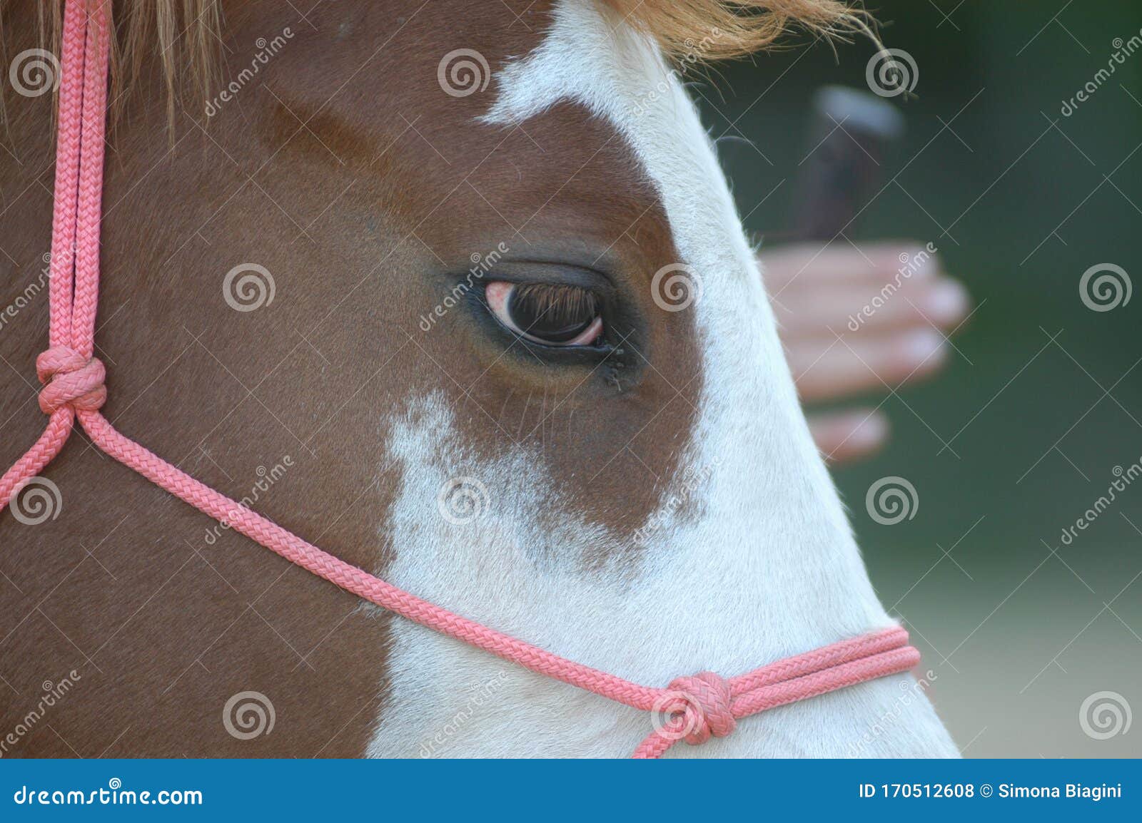 paint horse, particular eyes