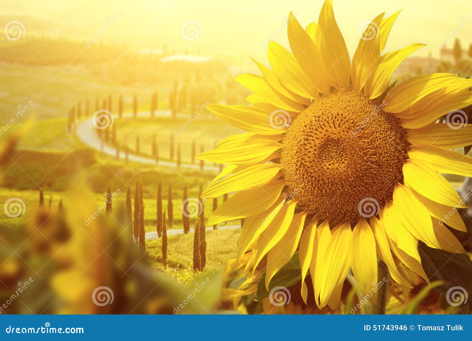 Tuscany sunflowers stock photo. Image of bloom, tuscany 51743946