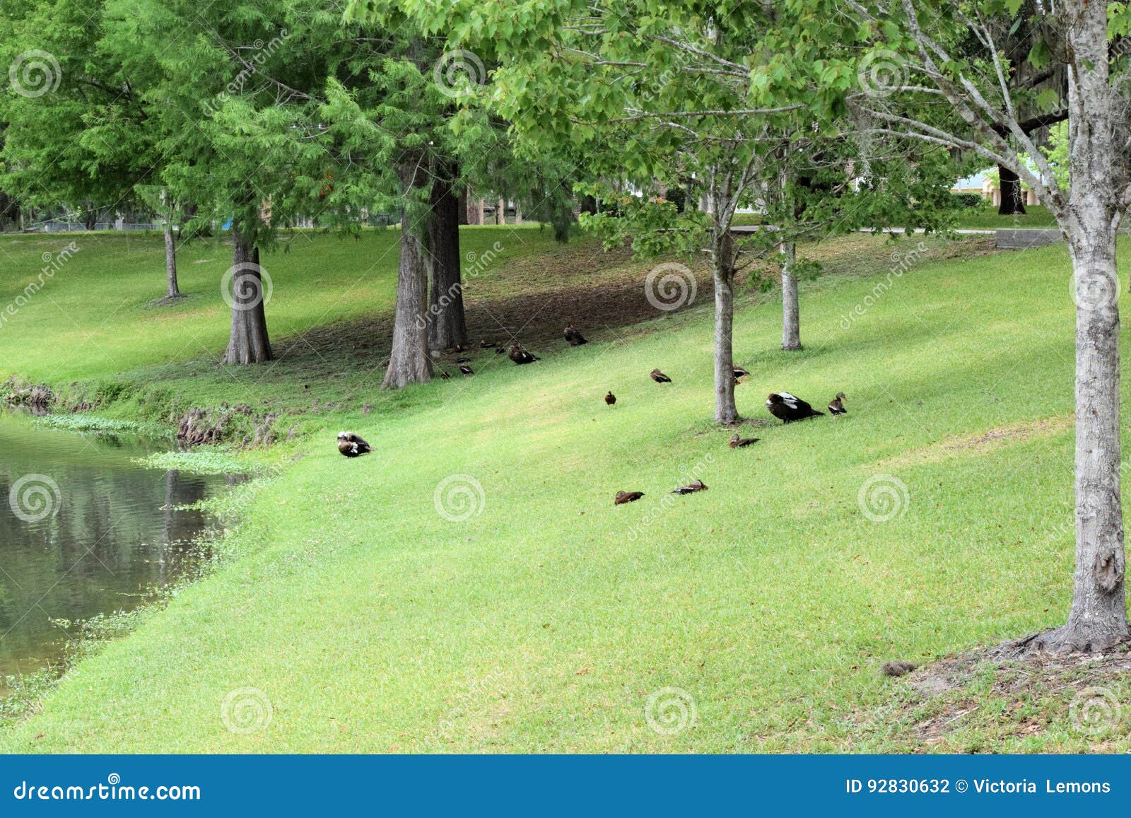 Tuscawilla Park Ocala, Florida. Stock Photo Image of environment