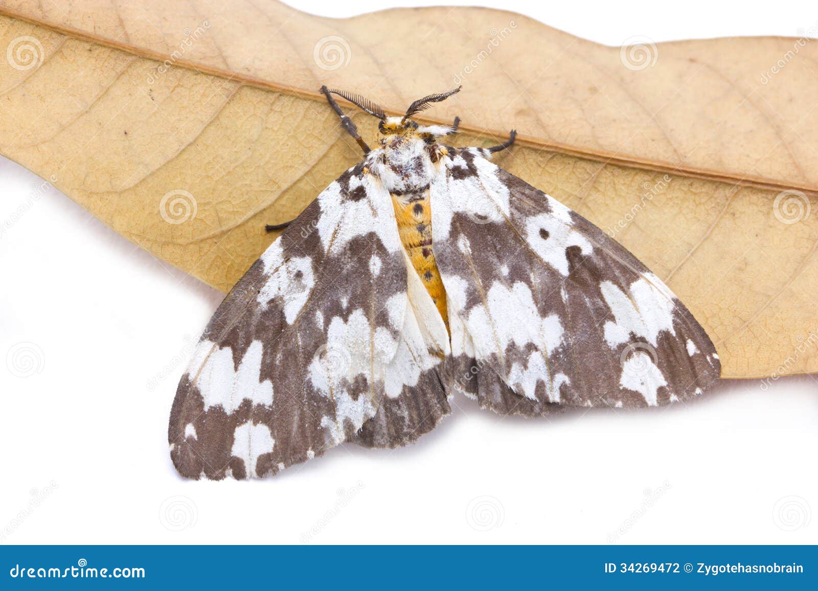 Tussock Moth Butterfly with Dried Mango Leaf. Stock Photo Image of