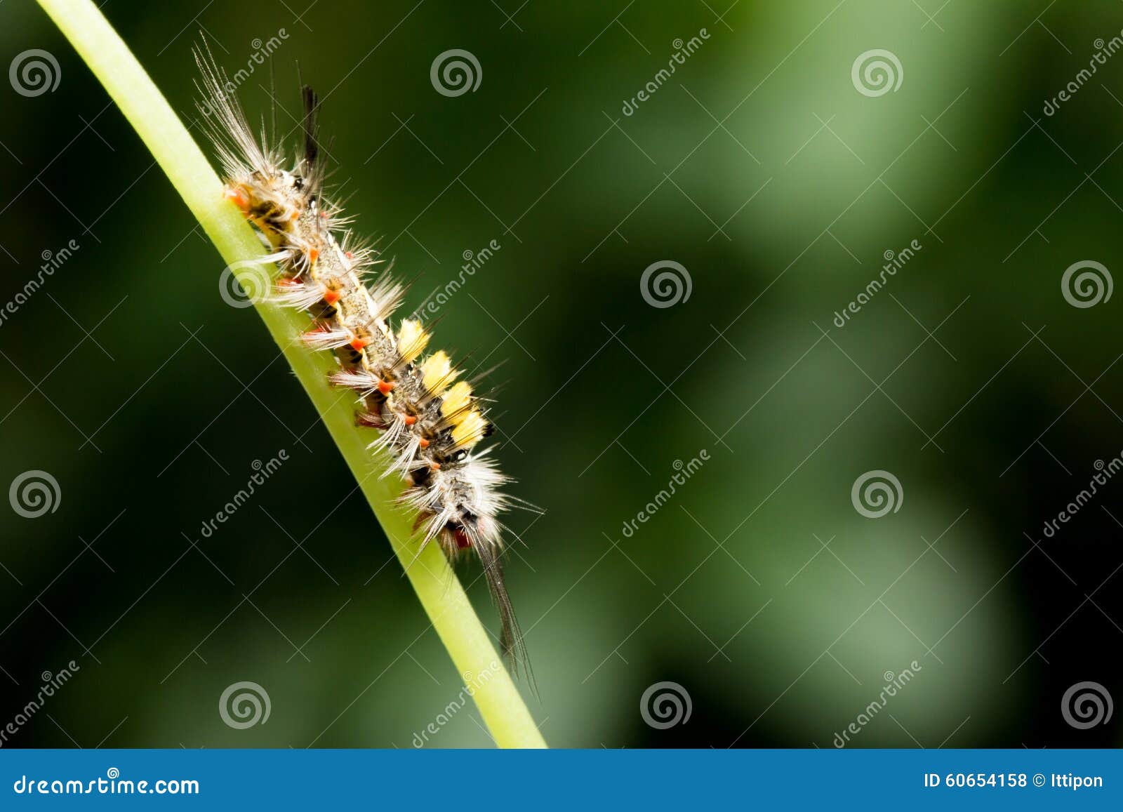 tussock moth caterpillar