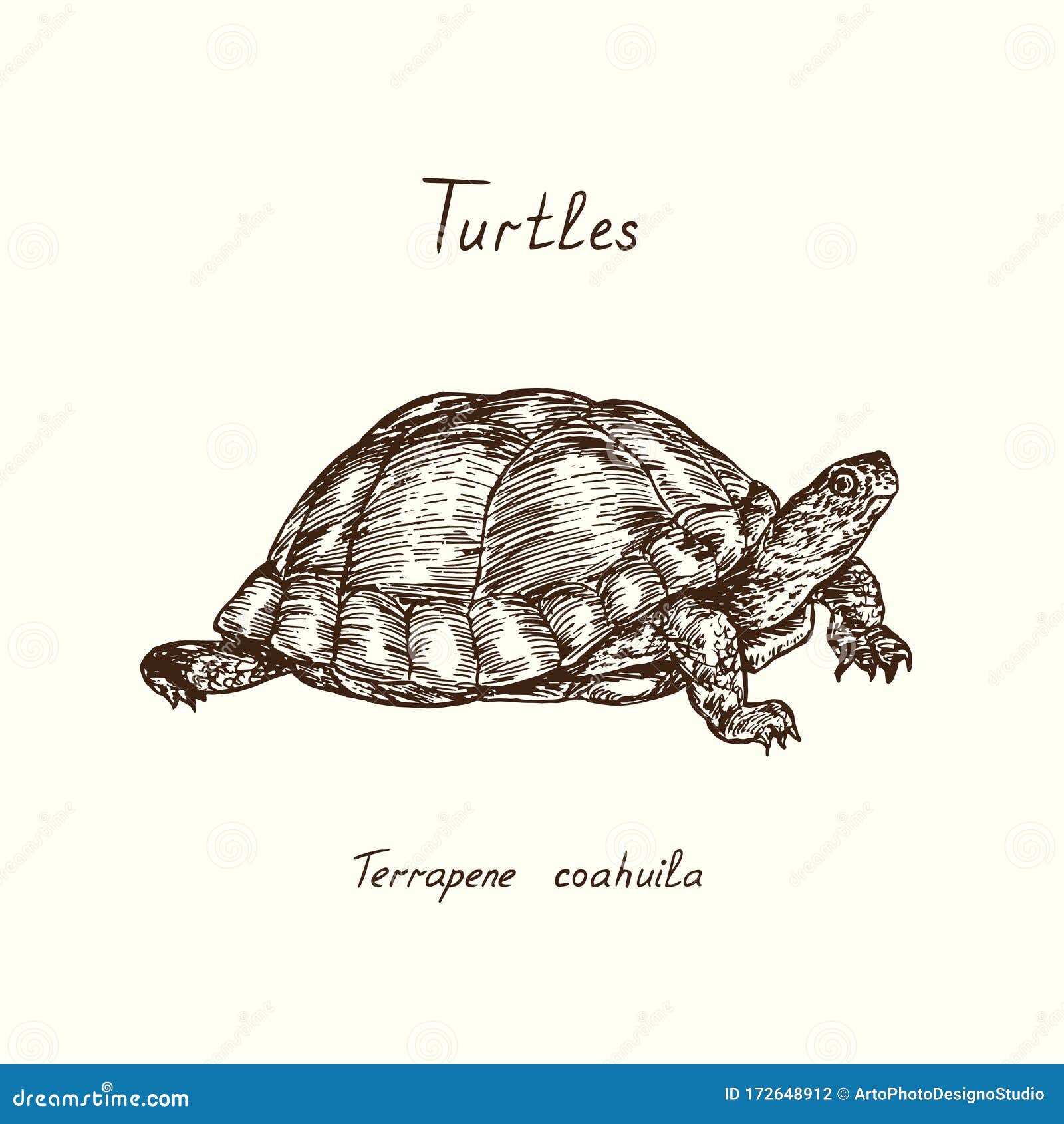 tutles collection, coahuilan box turtle terrapene coahuila, hand drawn doodle, drawing sketch in gravure style, 