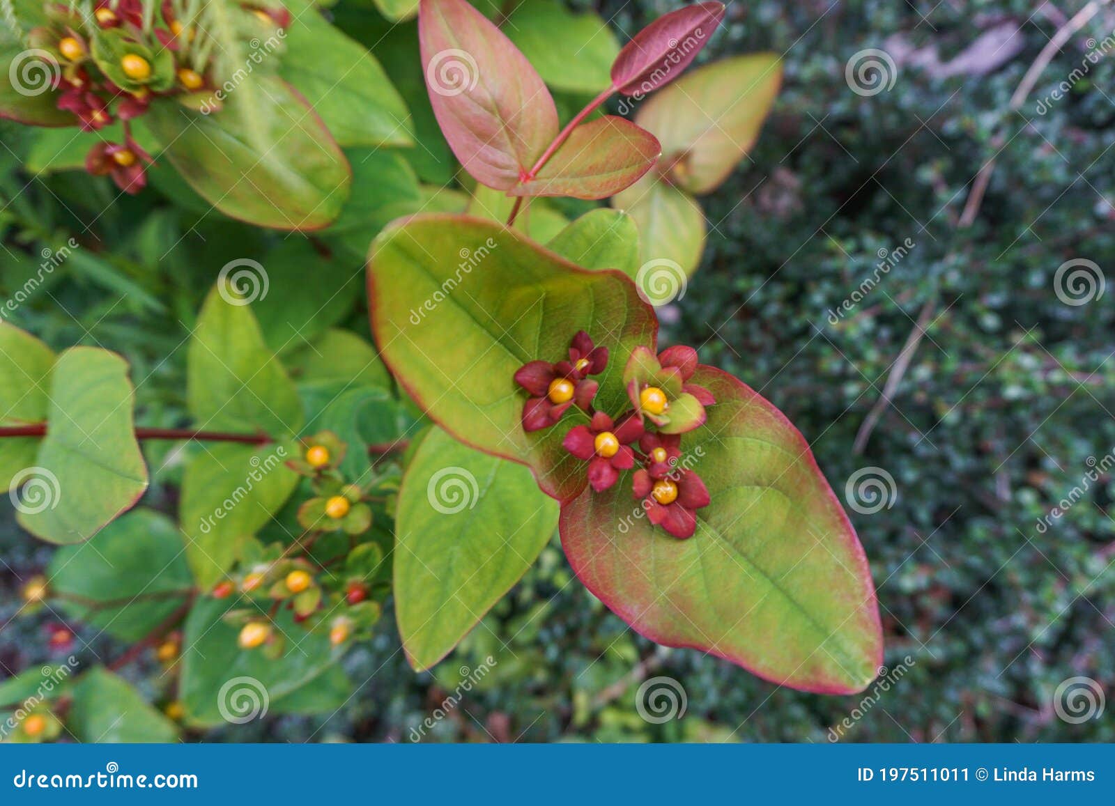 tutsan hypericum androsaemum, a shrub with green and red leaves