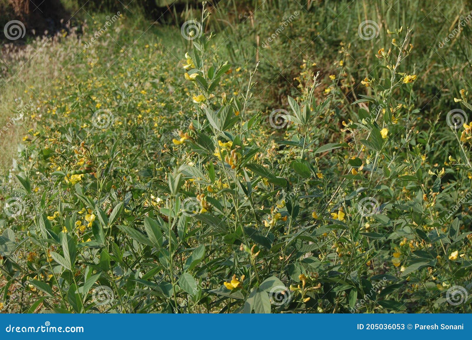 This is Tuvar Plant Its Vegetable is Made Stock Image Image of food
