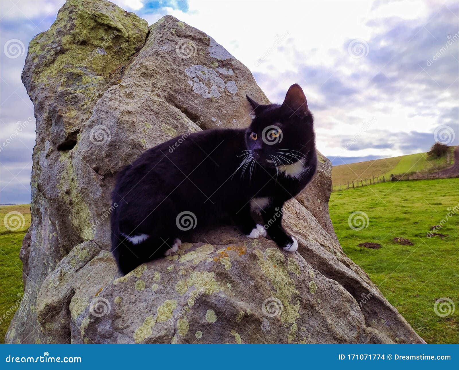 Tuxedo Cat On Megalith Stone Circle Avebury Stock Photo Image of