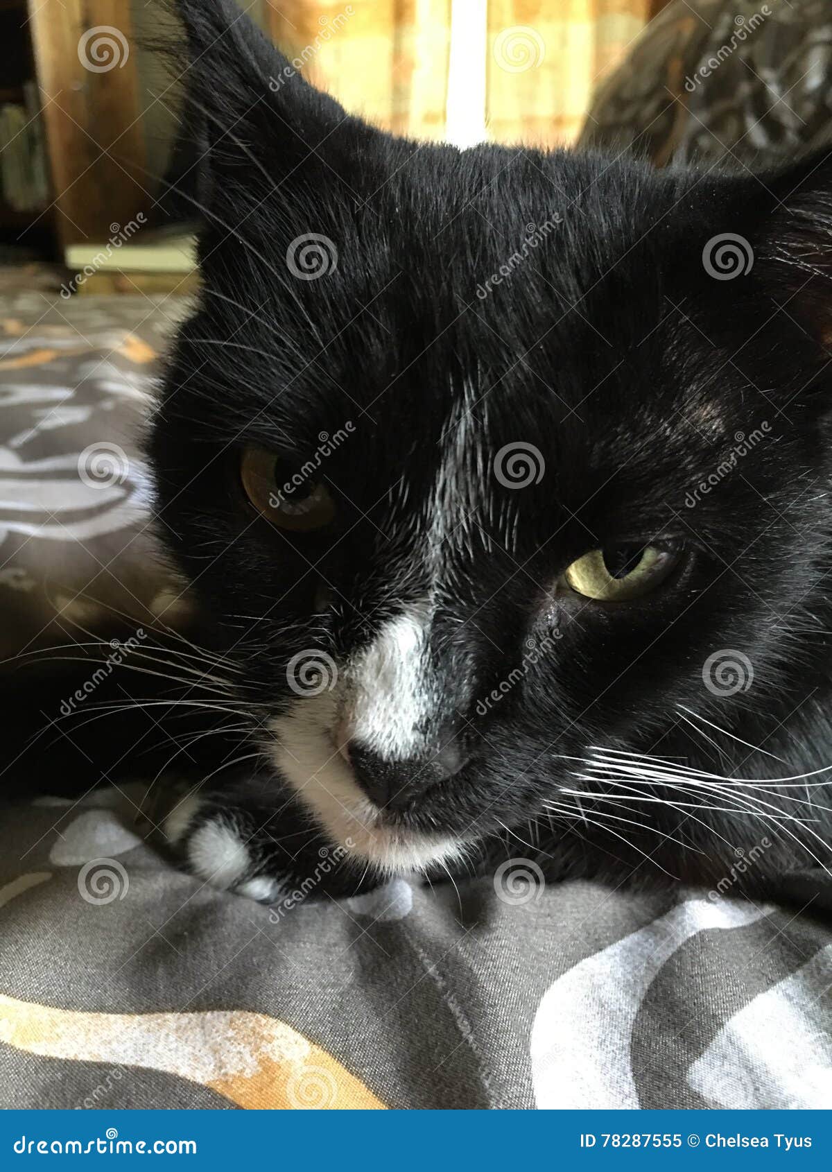 Tuxedo Cat stock image. Image of tuxedo, pets, feline 78287555