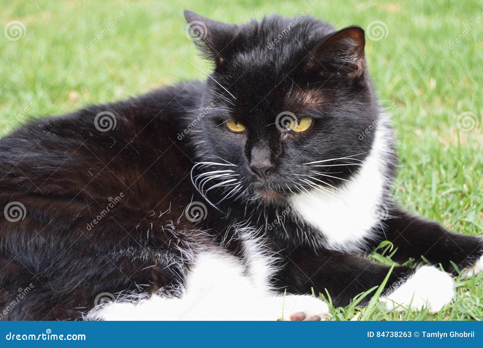 Tuxedo Cat stock image. Image of tuxedo, outside, garden 84738263