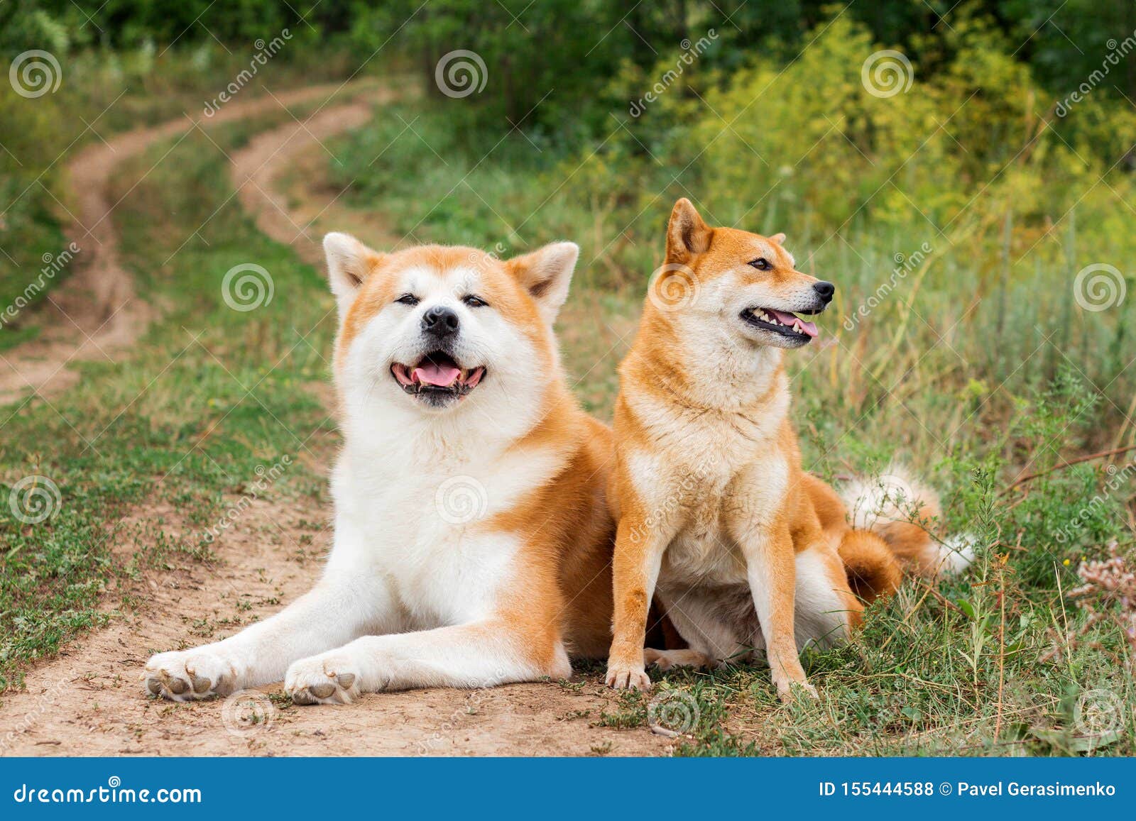 Tva Japanska Hundkapplopning Akita Inu Och Shiba Inu Arkivfoto Bild Av Kalender Breckenridge