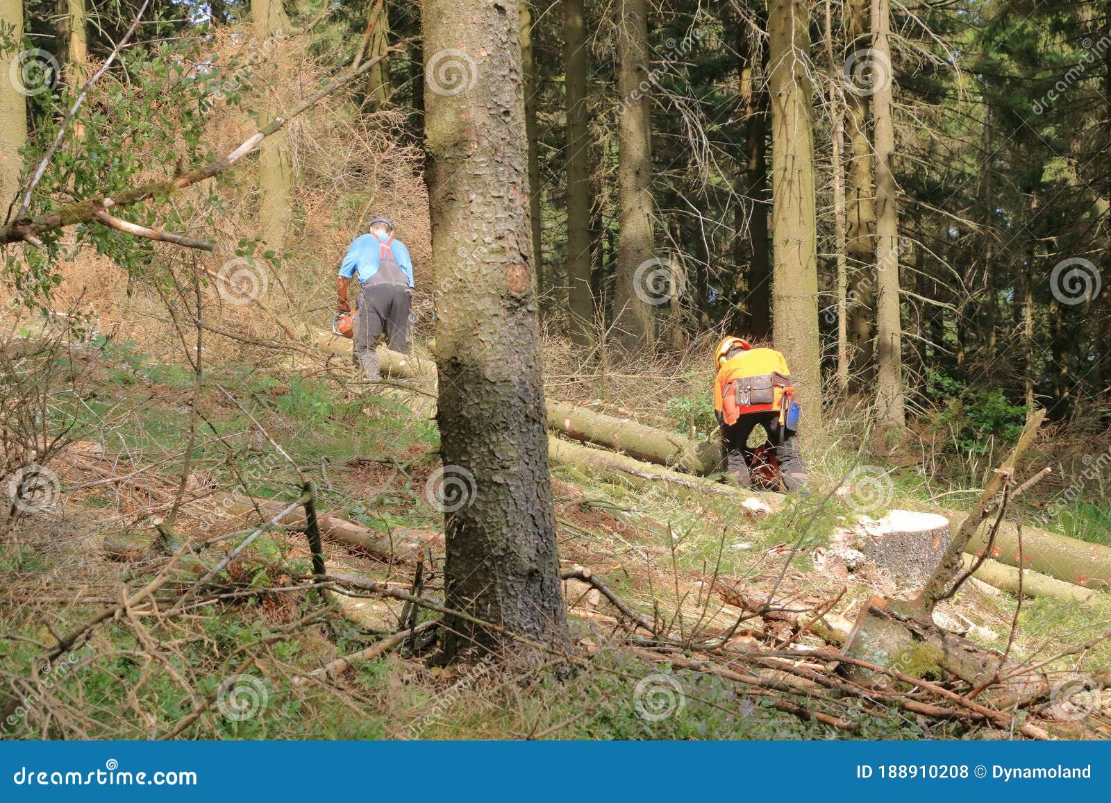 Två Skogsarbetare Som Lumberjack I Skyddskläder Och Med Motorsåg I Skogen  Redaktionell Arkivfoto - Bild av manlig, falla: 188910208