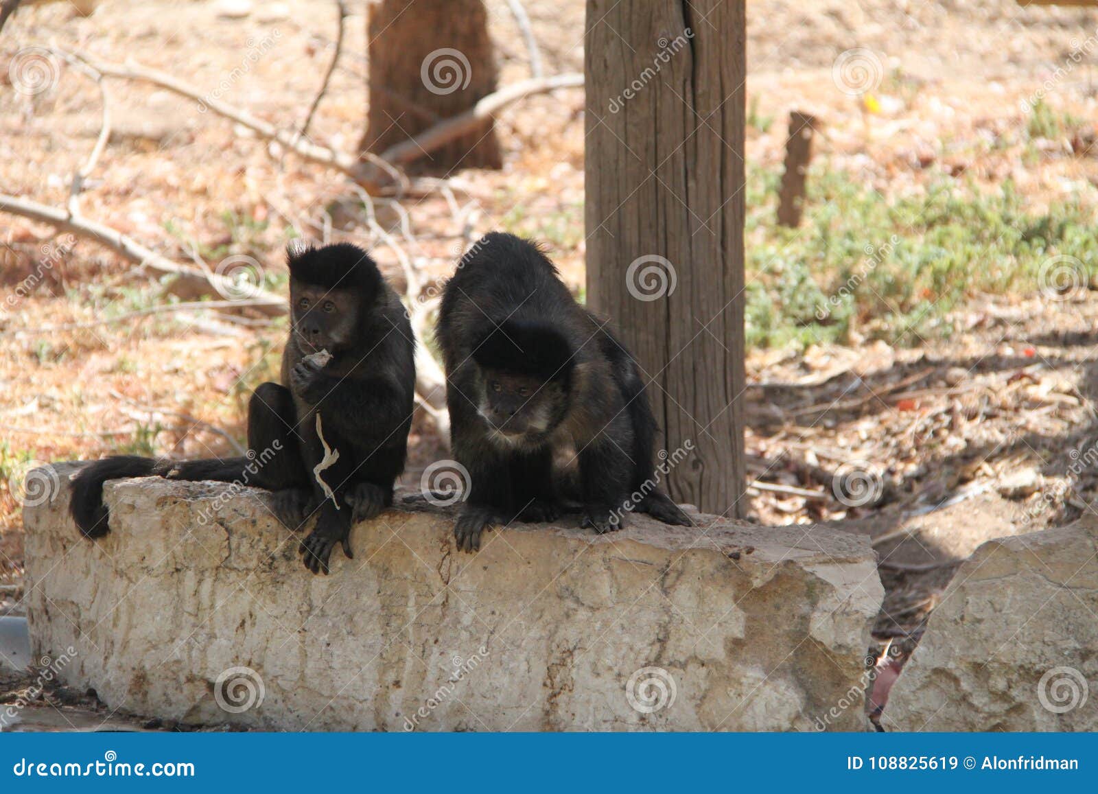 Två apor som sitter på en vagga och äta