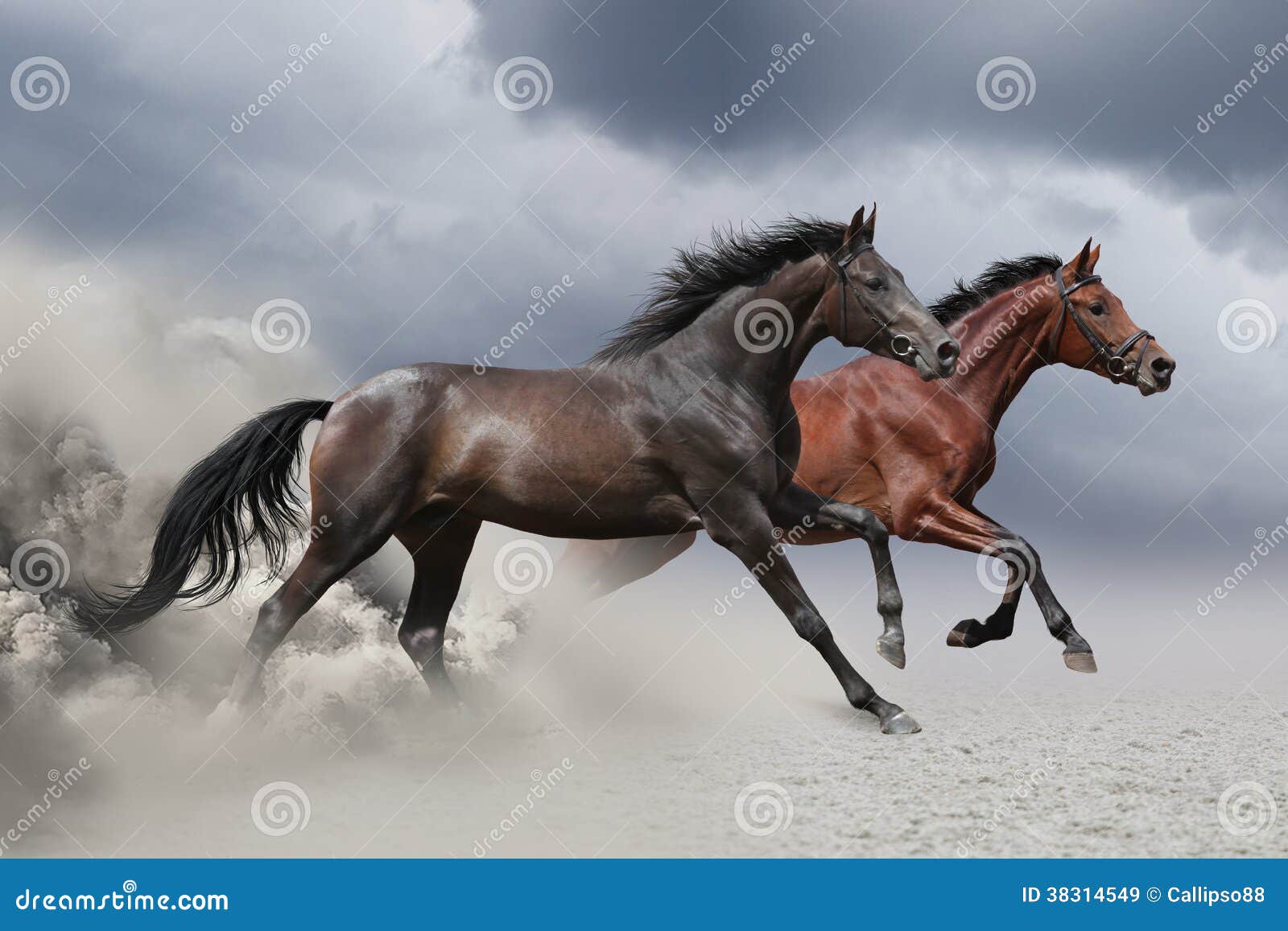 Обложка альбома с лошадьми