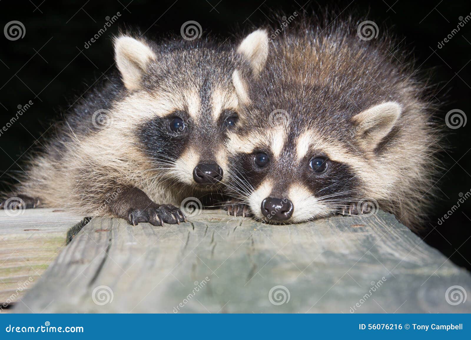 Tw baby raccoon stock photo. Image of nocturnal, frightened 56076216